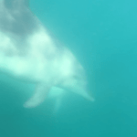 野生のイルカと泳ごう！ - 石川県能登島のドルフィンスマイル -