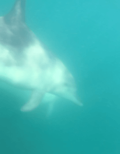 野生のイルカと泳ごう！ - 石川県能登島のドルフィンスマイル -